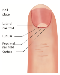 Alteraciones en las uñas